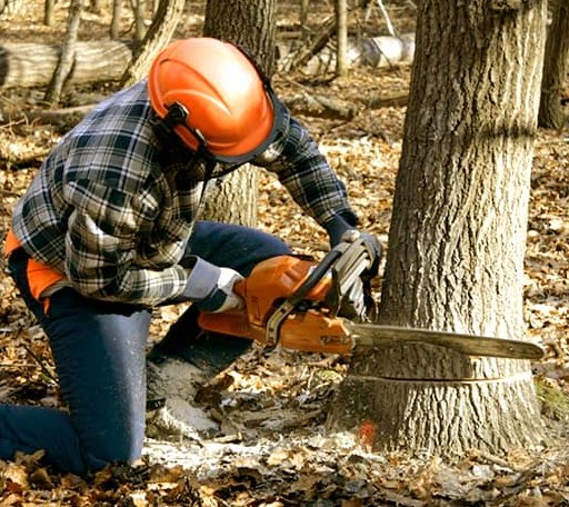 Tree Removal in Linn, TX